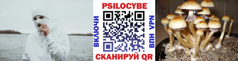 Псилоцибиновые грибы Cubensis  продажа наркотиков  Борисоглебск 